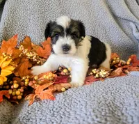Raven, a female Yorkshire Terrier for sale in London, KY – 1 of 2