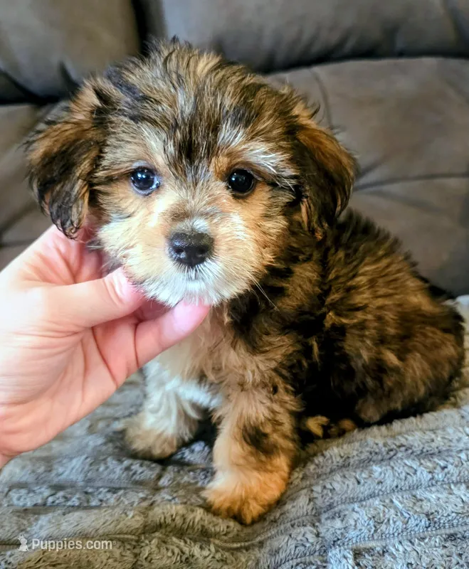 Konrad – Yorkipoo puppy for sale in London, KY