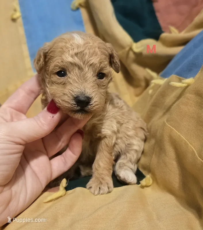 Sam – Poodle - Miniature  puppy for sale in London, KY
