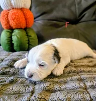Violet, a female Yorkipoo for sale in London, KY – 3 of 3