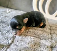 Tate, a male Yorkshire Terrier for sale in London, KY – 3 of 3