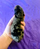 Jimi, a female Yorkshire Terrier for sale in London, KY – 1 of 3