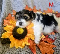 Ralphy, a male Yorkshire Terrier for sale in London, KY – 2 of 3