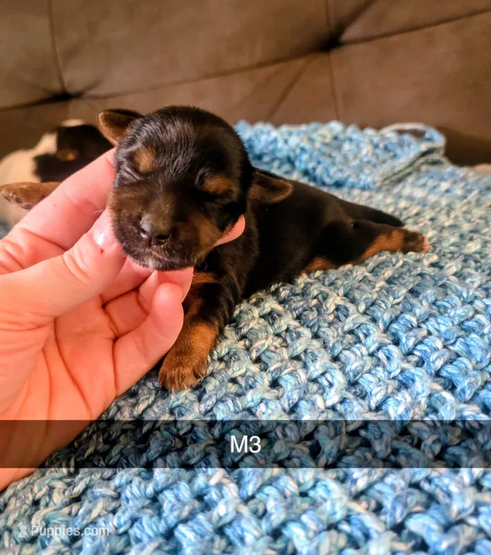 Nelson – Yorkshire Terrier puppy for sale in London, KY