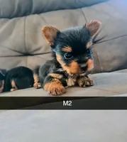 Leo, a male Yorkshire Terrier for sale in London, KY – 1 of 3