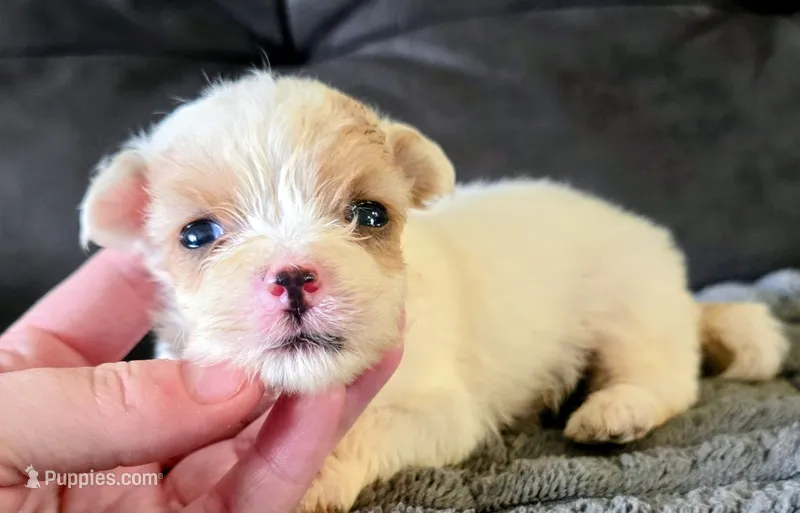 Milo – Yorkshire Terrier puppy for sale in London, KY
