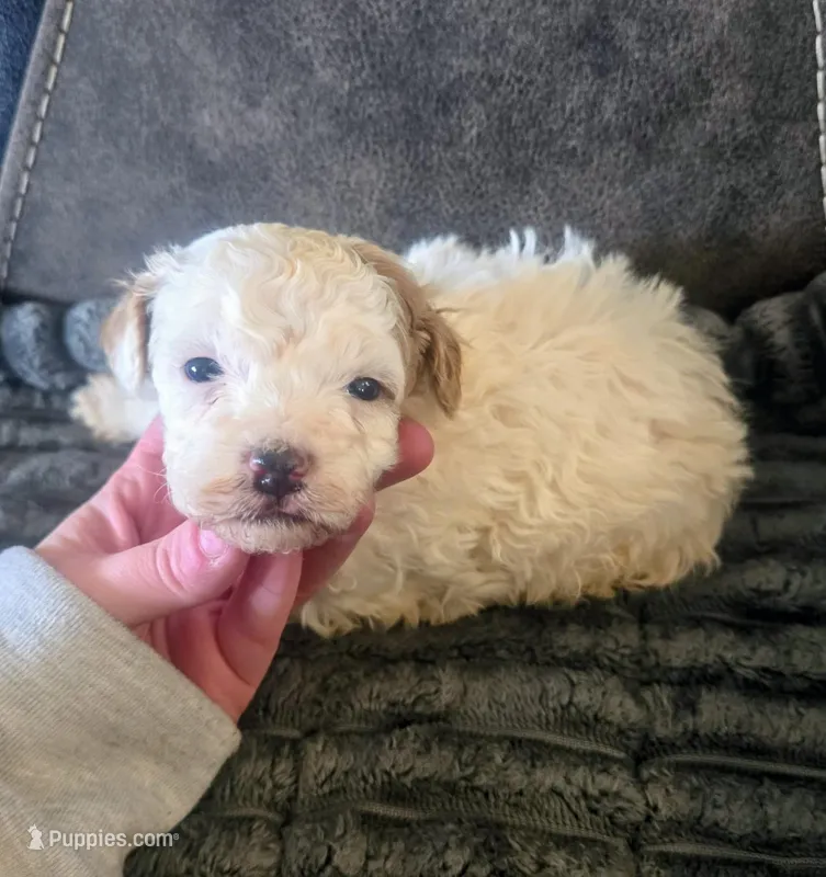 Bo – Poodle - Miniature  puppy for sale in London, KY