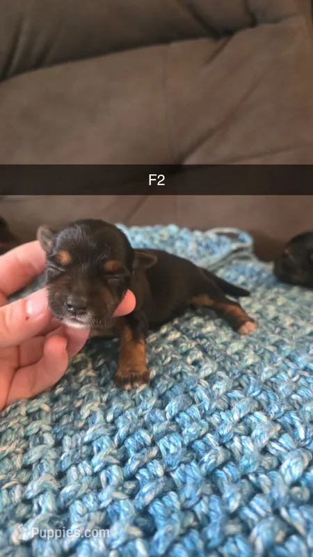 Nola – Yorkshire Terrier puppy for sale in London, KY