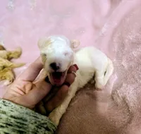 Skye, a female Poodle - Miniature  for sale in London, KY – 3 of 3