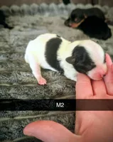 Colt, a male Yorkipoo for sale in London, KY – Photo 1 of 2