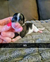 Mickey, a male Yorkshire Terrier for sale in London, KY – 2 of 2