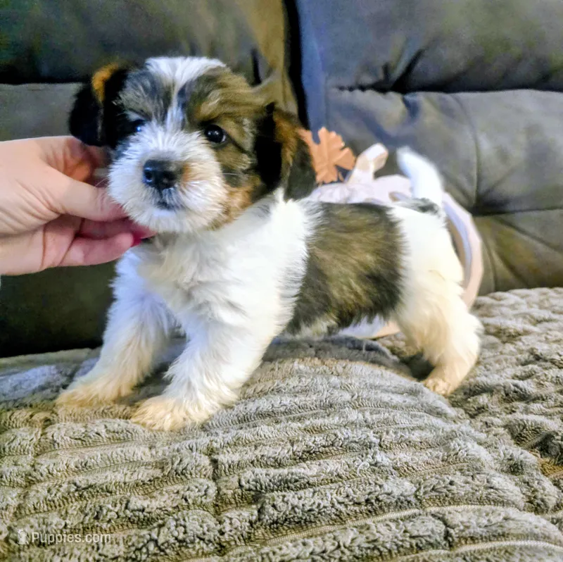 Raven – Yorkshire Terrier puppy for sale in London, KY