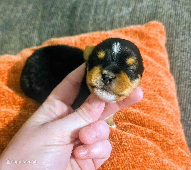 Jaycie – Yorkshire Terrier puppy for sale in London, KY