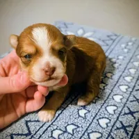 Romeo, a male Yorkipoo for sale in London, KY – Photo 7 of 9