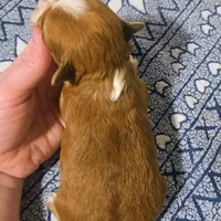 Romeo, a male Yorkipoo for sale in London, KY – Photo 8 of 9