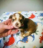 Romeo, a male Yorkipoo for sale in London, KY – Photo 4 of 9