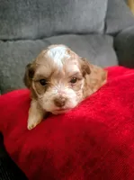 Romeo, a male Yorkipoo for sale in London, KY – Photo 2 of 9