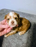 Romeo, a male Yorkipoo for sale in London, KY – Photo 3 of 9