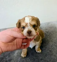 Romeo, a male Yorkipoo for sale in London, KY – Photo 5 of 9