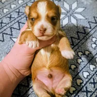 Romeo, a male Yorkipoo for sale in London, KY – Photo 9 of 9