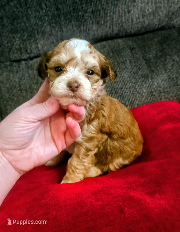 Romeo – Yorkipoo puppy for sale in London, KY