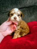 Romeo, a male Yorkipoo for sale in London, KY – Photo 1 of 9