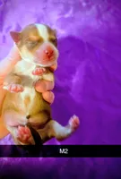 Romeo, a male Yorkipoo for sale in London, KY – Photo 2 of 2