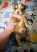 Romeo, a male Yorkipoo for sale in London, KY – Photo 6 of 9