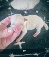 Brax, a male Poodle - Miniature  for sale in London, KY – Photo 1 of 2