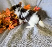 Oakley , a male Yorkshire Terrier for sale in London, KY – 3 of 4