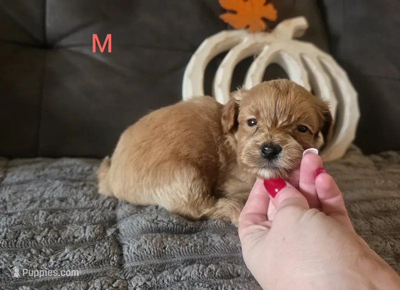 Umar – Yorkipoo puppy for sale in London, KY
