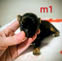 Eli, a male Yorkshire Terrier for sale in London, KY – Photo 2 of 2