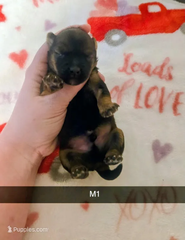 Eli – Yorkshire Terrier puppy for sale in London, KY