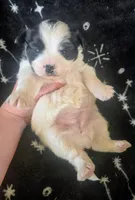 Annie, a female Shorkie for sale in London, KY – Photo 3 of 3