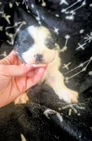 Annie, a female Shorkie for sale in London, KY – Photo 2 of 3