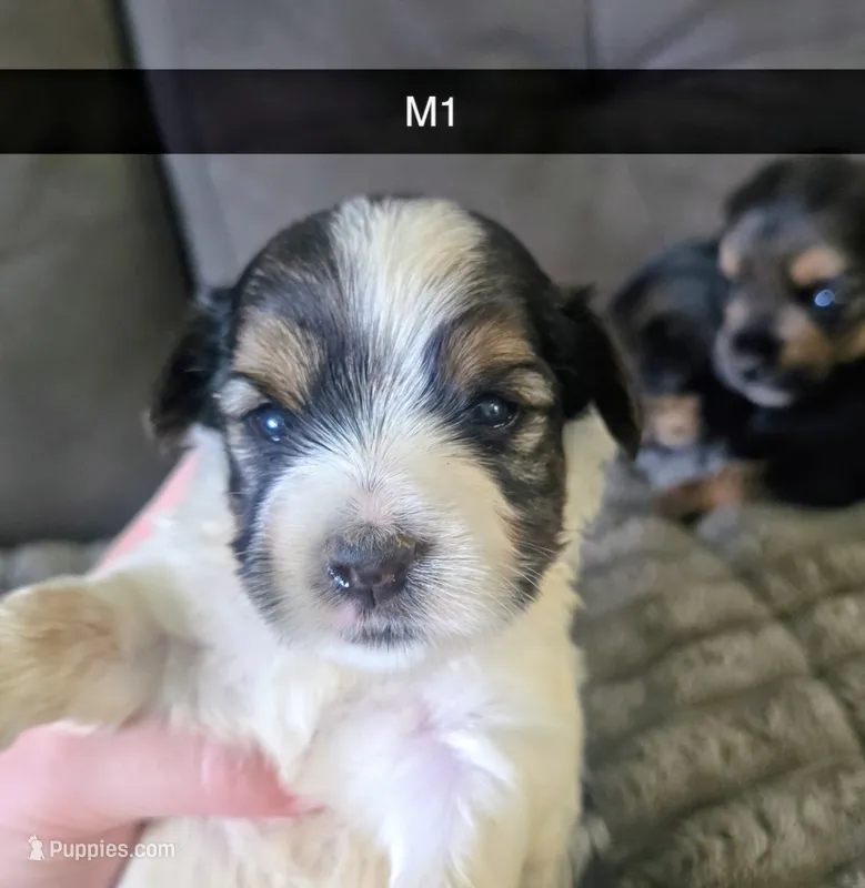Nacho – Yorkshire Terrier puppy for sale in London, KY