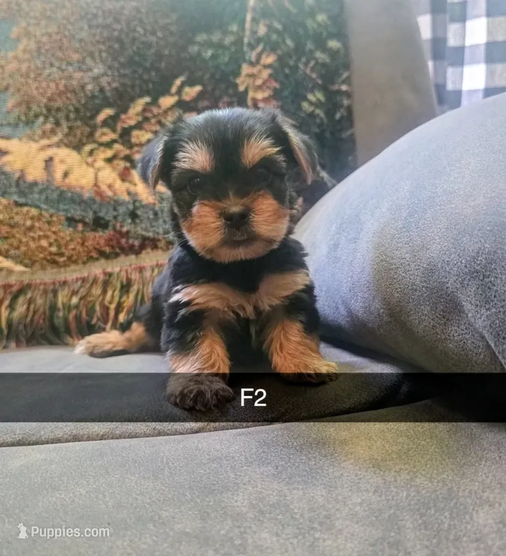 Harper – Yorkshire Terrier puppy for sale in London, KY