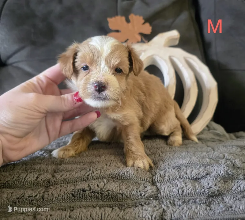 Uriah – Yorkipoo puppy for sale in London, KY