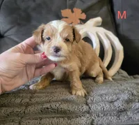 Uriah, a male Yorkipoo for sale in London, KY – 1 of 2