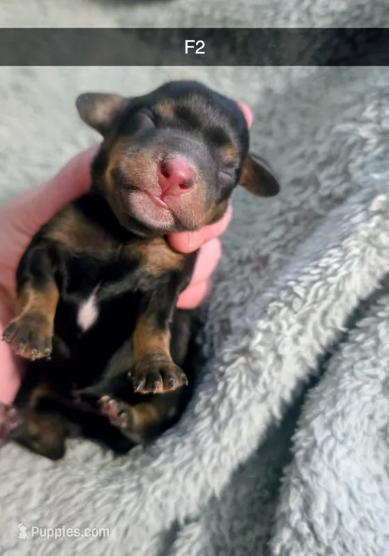 Opal – Miniature Dachshund puppy for sale in London, KY