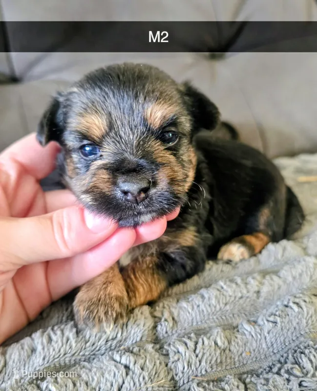 Norris – Yorkshire Terrier puppy for sale in London, KY