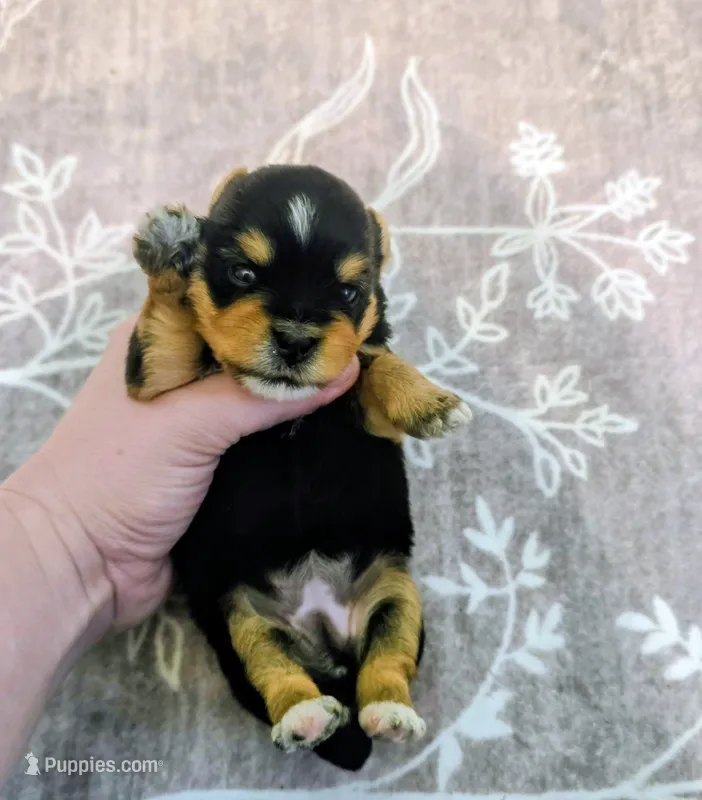 Jaycie – Yorkshire Terrier puppy for sale in London, KY