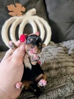 Trixie , a female Yorkshire Terrier for sale in London, KY – 2 of 2