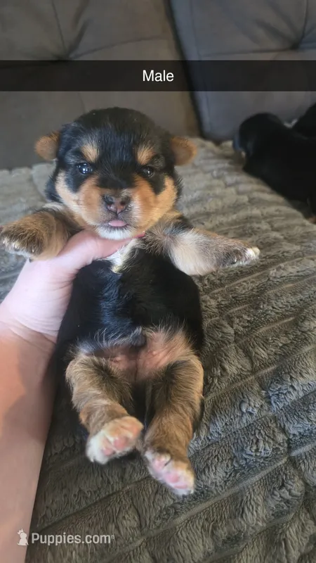 Huck – Yorkshire Terrier puppy for sale in London, KY