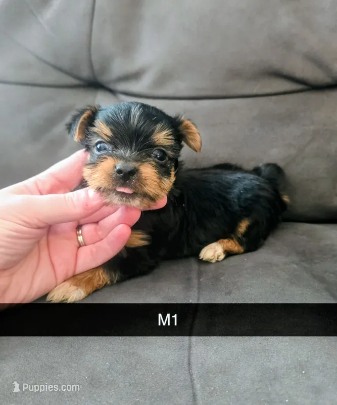 Levi – Yorkshire Terrier puppy for sale in London, KY