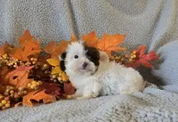 Quent, a male Yorkipoo for sale in London, KY – 2 of 5