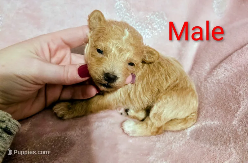 Sam – Poodle - Miniature  puppy for sale in London, KY