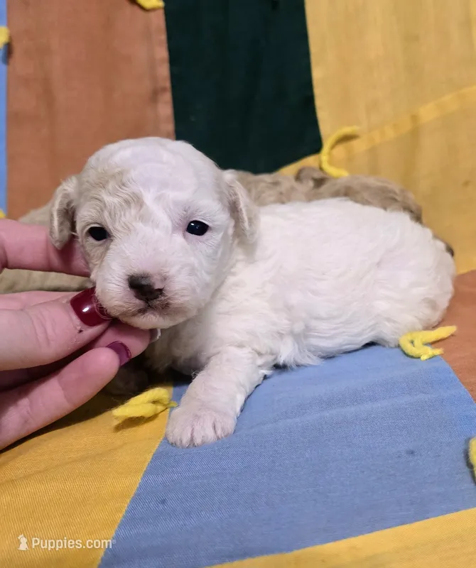 Skye – Poodle - Miniature  puppy for sale in London, KY
