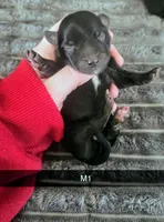 Chip, a male Yorkipoo for sale in London, KY – Photo 4 of 4