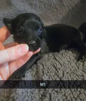 Chip, a male Yorkipoo for sale in London, KY – Photo 2 of 4